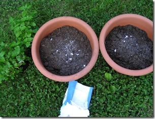 Transplanting my mint