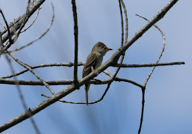 Willow Flycatcher - Oak Openings Preserve, Ohio, USA