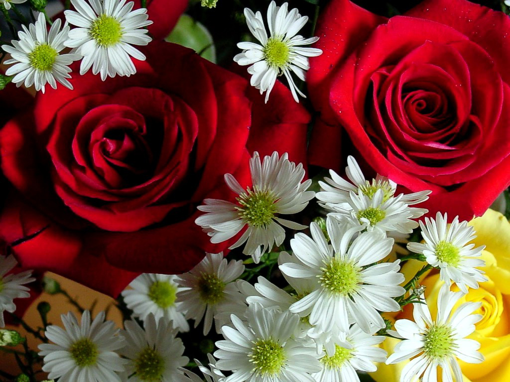immagini di fiori per desktop - Sfondi desktop di fiori gratis Cartoline net