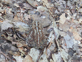 camouflaged toad