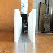 Funny Cat GIF • Maru's dynamic walk... He's a little bit clumsy but so funny and cute [cat-gifs.com]
