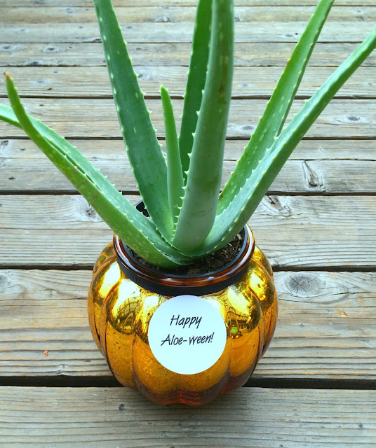 Fun Halloween Hostess Gifts with Succulents | www.jacolynmurphy.com