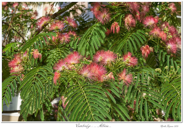 Cambridge: ... Albizia...