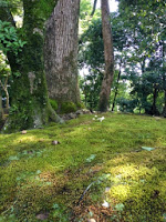 Particolare del muschio che ricopre parte del giardino