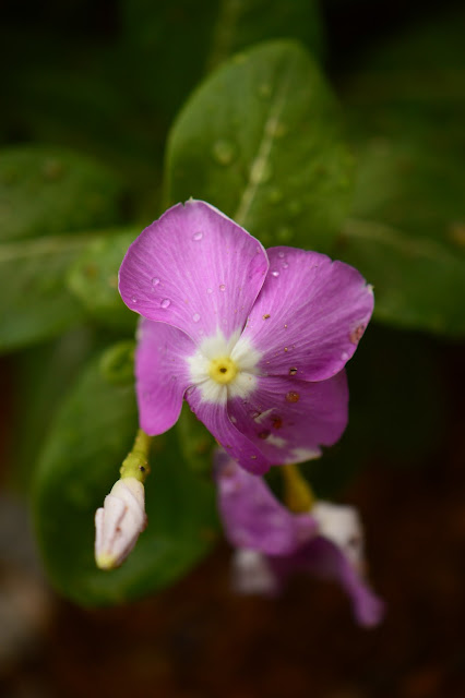 tuesday view, small sunny garden, desert garden, amy myers, photography