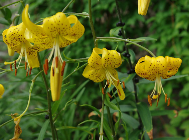 Лилия Лейхтлина (Lilium leichtlinii)