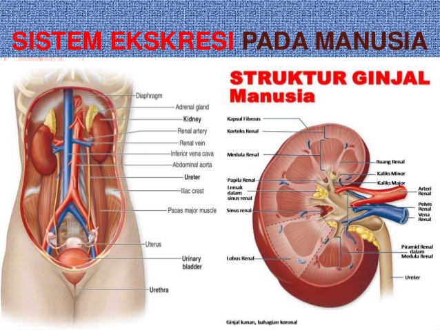 Sistem Ekskresi Pada Manusia Lengkap (Pengertian, Organ/Alat-alat Ekskresi Manusia)