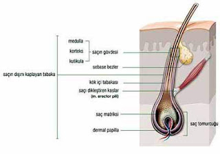 PeraHair, Saç Nedir ? Nasıl Oluşur?