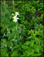 Enjoying Columbine and Blue Bells on my walk around the Lake