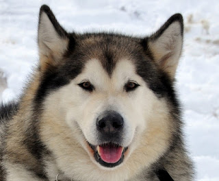 Anjing Salju Alaskan Malamute