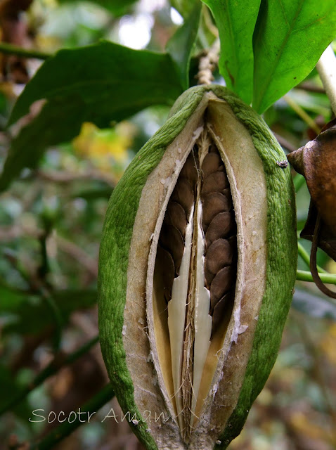 Marsdenia tomentosa