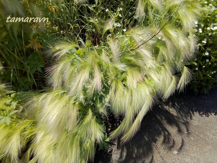 Ячмень гривастый (Hordeum jubatum)