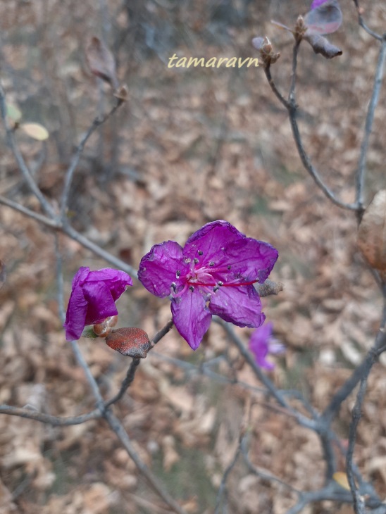 Рододендрон остроконечный (Rhododendron mucronulatum)