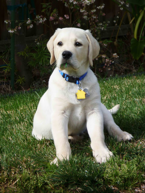 Proud Yellow Labrador Puppy Lab On The Grass Photograph