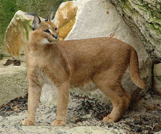 Top-10-dangerous-cat-breeds-of-world