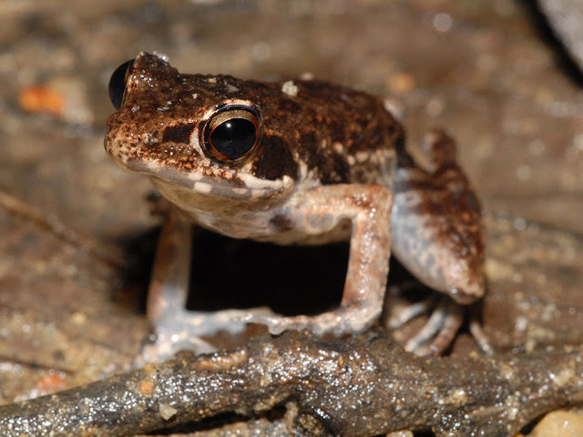 Masked Rough-sided Frog -  Pulchrana laterimaculata