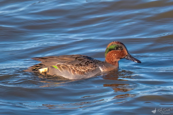 Green-winged teal