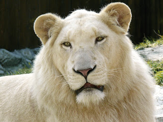 Singa Putih