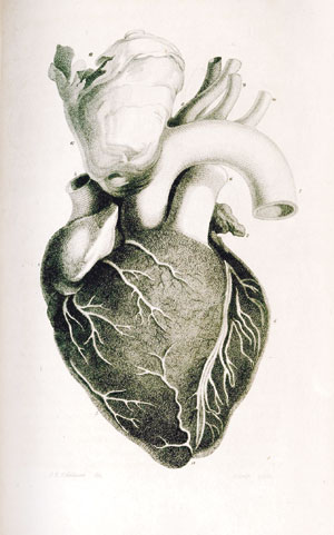 Gambar Anatomi Jantung Manusia