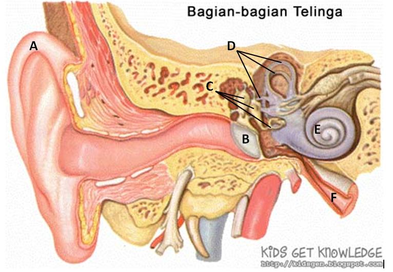 Bagian bagian Telinga  dan Fungsinya