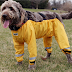 These four-legged trousers settle the dog pants debate for good