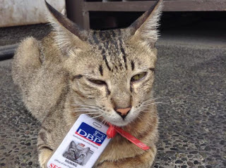 http://www.liataja.com/2015/06/kucing-ini-bekerja-sebagai-petugas.html