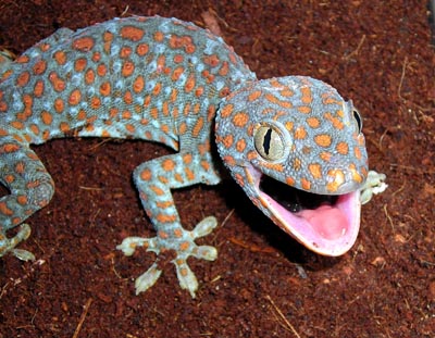 Makanan Cicak Gecko