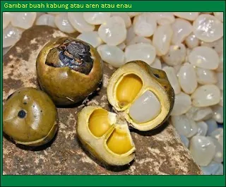 Gambar buah kabung atau buah enau atau buah aren