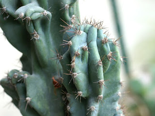 Cierge du Pérou - Cereus hildmannianus - Cereus peruvianus