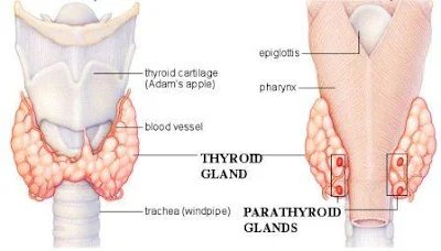 lokasi kelenjar tiroid dan kelenjar paratiroid
