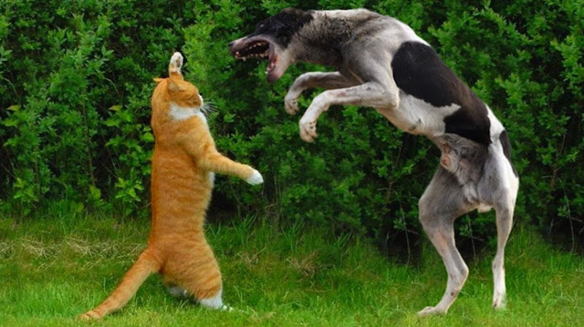 Photos Cat VS Dog Fight 6