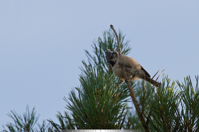 Kuifmezen vindt je vaak in naaldbomen - In Pine trees you can find Crested Tits