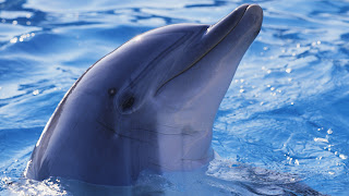 foto tierna delfin