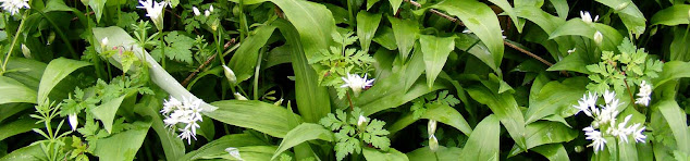 Ramsons Allium ursinum, Indre et Loire, France. Photo by Loire Valley Time Travel.