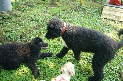 Portuguese Water Dog Very Wonderful