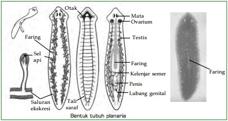 Klasifikasi Platyhelminthes Cacing Pipih Turbellaria 