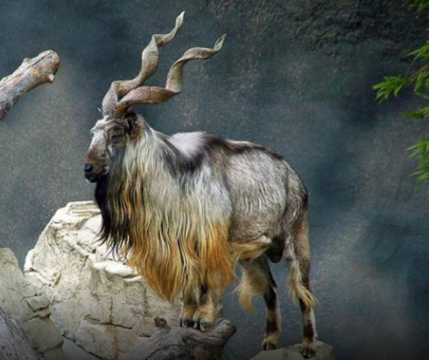 Kashmir Forests Cry: Give Peace A Chance To Save Markhor