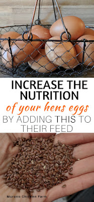 Adding flax seeds to hens diet