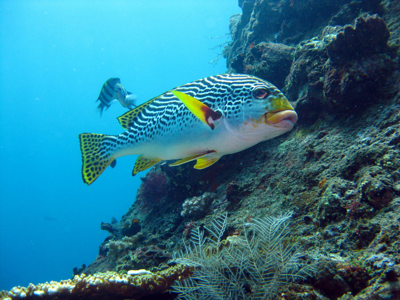 All About Beautiful Bali: Penuktukan, new diving spot in Bali