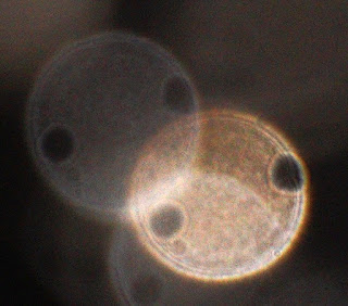 orbs with two holes