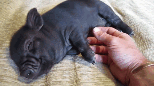 Some pigs suffer from mysophobia, the fear of mud.