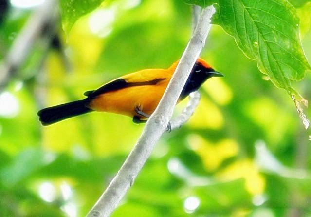 Tips Cara Merawat Burung Kutilang Emas Suara Nyaring Gacor 