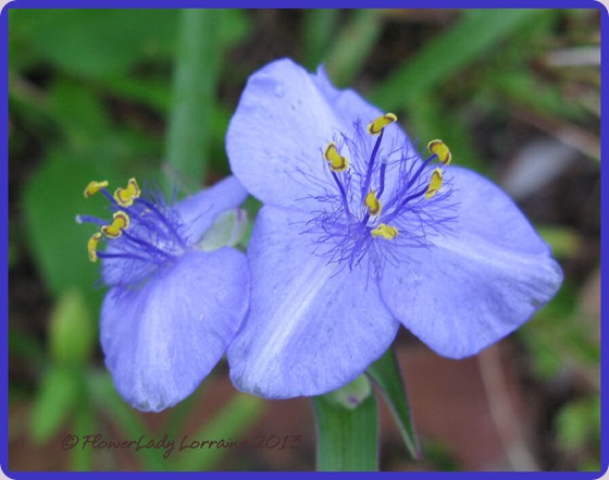 08-26-spiderwort