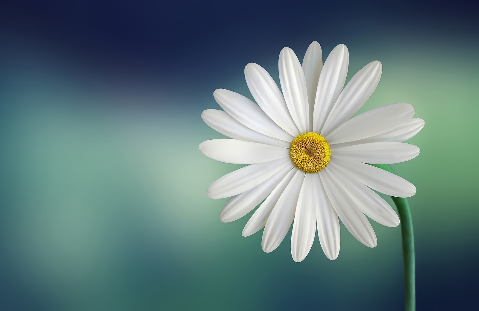 https://static.pexels.com/photos/36764/marguerite-daisy-beautiful-beauty.jpg