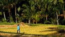 tourist bali