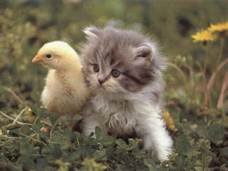 kitty-with-chiken-love