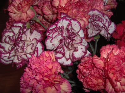 carnations flowers pictures