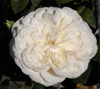 white_rose, sombreuil