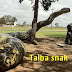 Gov. Talba of Niger state owns the biggest snake.