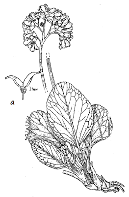 Бадан тихоокеанский (Bergenia pacifica, =Bergenia crassifolia var. pacifica)